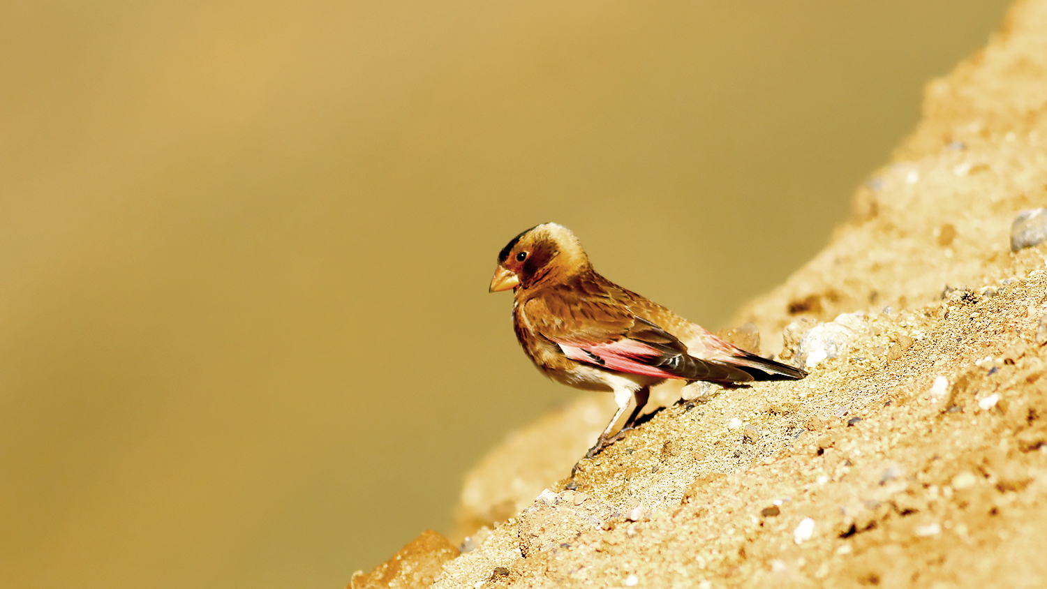 Crimson-winged Finch